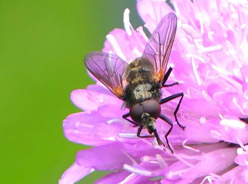 Réf. 326 607 : Cheilosia personata